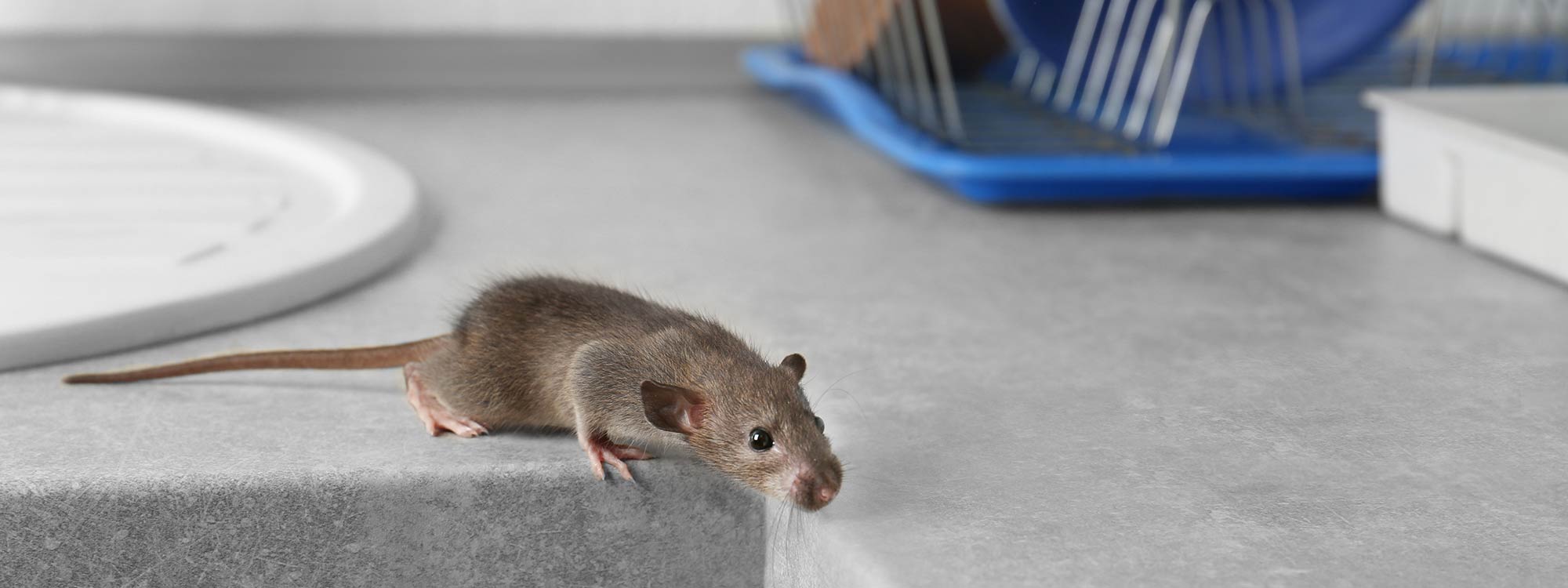 Mouse on Kitchen Counter