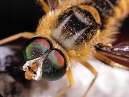 Bee