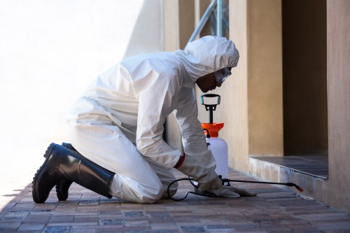 Termite Control in Staten Island